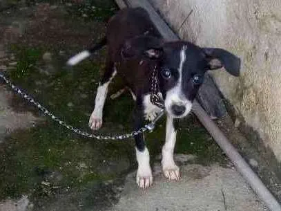 Cachorro ra a Raça indefinida idade 2 a 6 meses nome Sofia