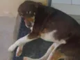 ragi