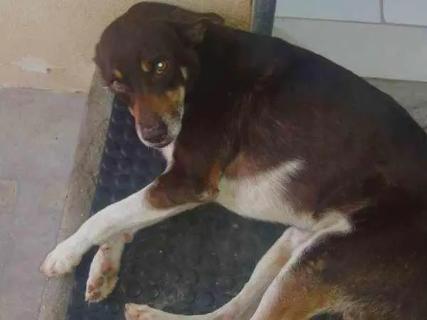 Cachorro ra a Virilata idade 6 ou mais anos nome ragi