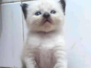 Gato raça Srd idade Abaixo de 2 meses nome Branquinhos