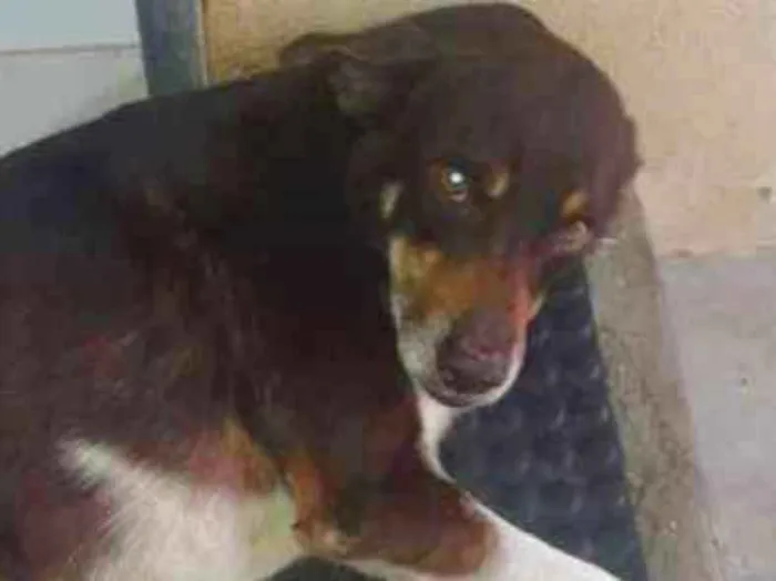 Cachorro ra a Virilata idade 6 ou mais anos nome ragi