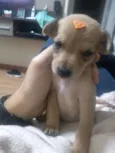 Nina