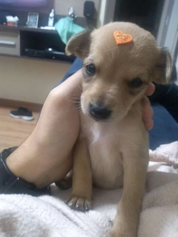 Cachorro ra a Não é de raça  idade Abaixo de 2 meses nome Nina