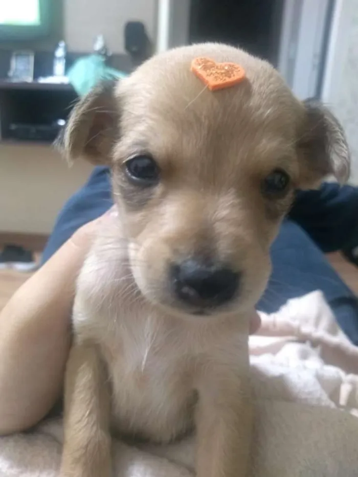 Cachorro ra a Não é de raça  idade Abaixo de 2 meses nome Nina