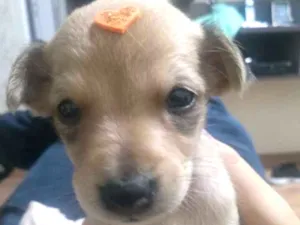 Cachorro raça Não é de raça  idade Abaixo de 2 meses nome Nina