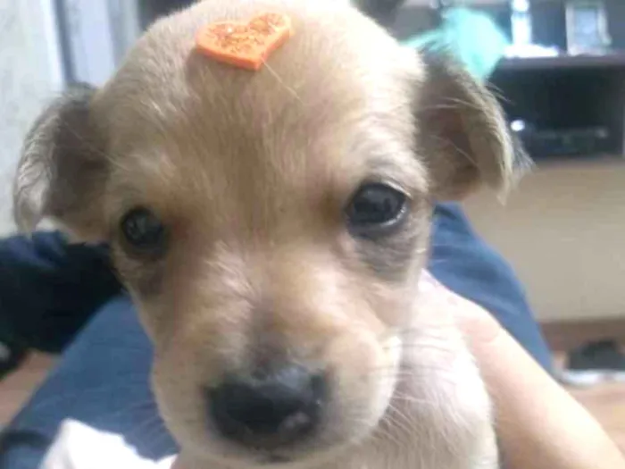 Cachorro ra a Não é de raça  idade Abaixo de 2 meses nome Nina