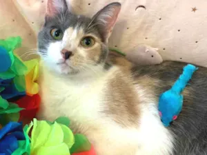 Gato raça SRD idade 7 a 11 meses nome BISCUIT