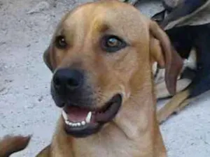 Cachorro raça SRD idade 3 anos nome Spike