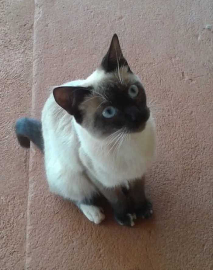 Gato ra a Siamesa  idade 7 a 11 meses nome Cristal 