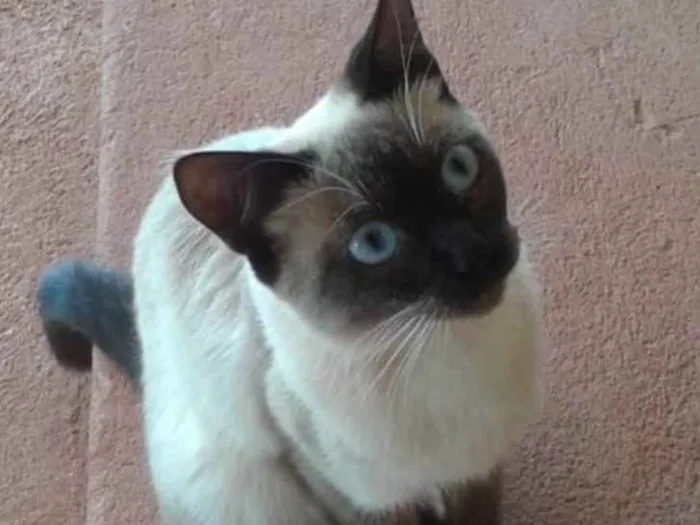 Gato ra a Siamesa  idade 7 a 11 meses nome Cristal 