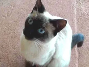 Gato raça Siamesa  idade 7 a 11 meses nome Cristal 