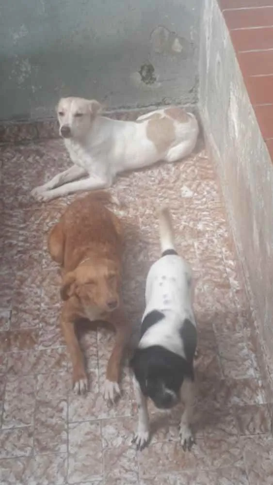 Cachorro ra a Vira lata  idade 1 ano nome Pandora 