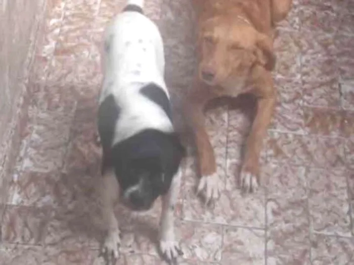 Cachorro ra a Vira lata  idade 1 ano nome Pandora 