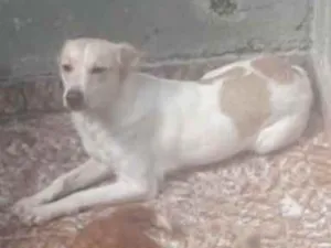 Cachorro raça Vira lata  idade 1 ano nome Pandora 