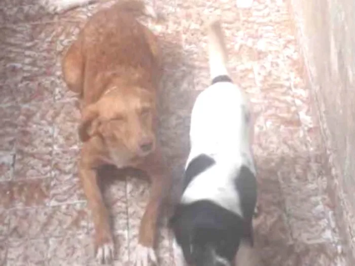 Cachorro ra a Vira lata  idade 1 ano nome Pandora 