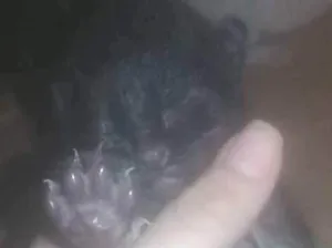 Gato raça Preto idade Abaixo de 2 meses nome Sem