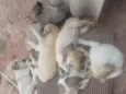 Cachorros filhotes 