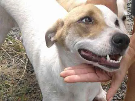 Cachorro ra a SRD idade 3 anos nome Piratinha