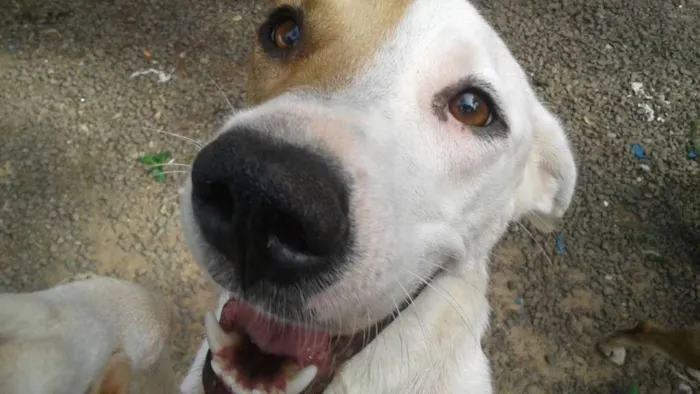 Cachorro ra a SRD idade 3 anos nome Piratinha