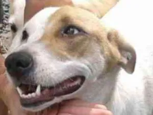 Cachorro raça SRD idade 3 anos nome Piratinha