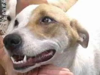 Cachorro ra a SRD idade 3 anos nome Piratinha