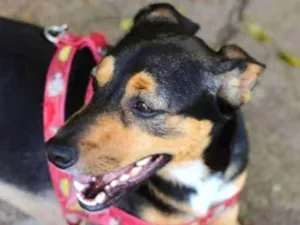 Cachorro raça SRD idade 3 anos nome Lobinho