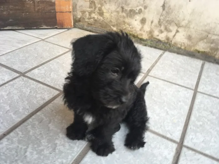 Gato ra a SRD idade 2 a 6 meses nome Macho 01 