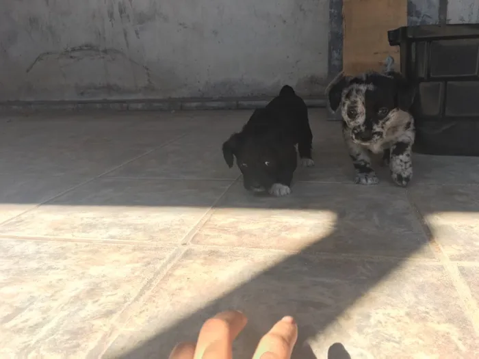 Cachorro ra a SRD idade Abaixo de 2 meses nome Fêmea 01 