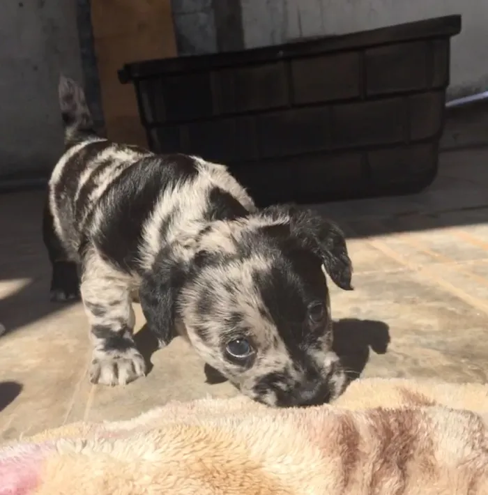 Cachorro ra a SRD idade Abaixo de 2 meses nome Fêmea 01 
