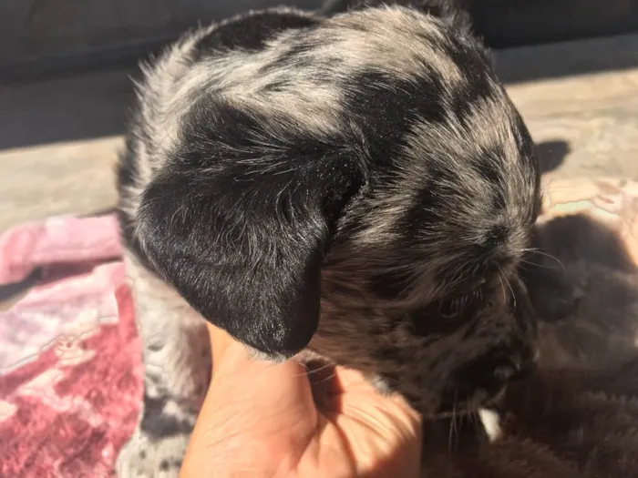 Cachorro ra a SRD idade Abaixo de 2 meses nome Fêmea 01 
