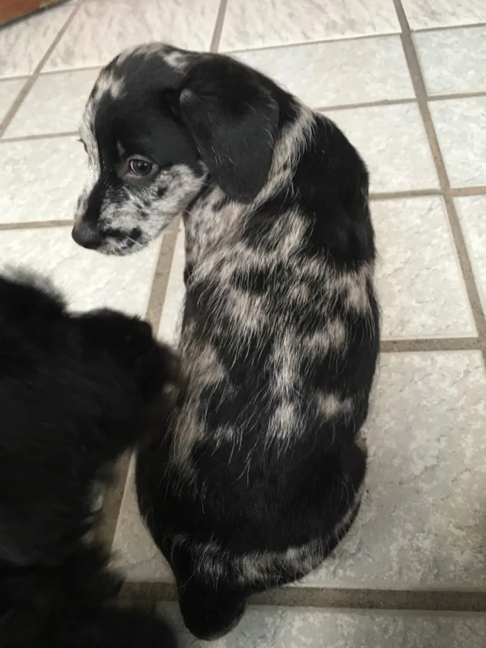 Cachorro ra a SRD idade Abaixo de 2 meses nome Fêmea 01 