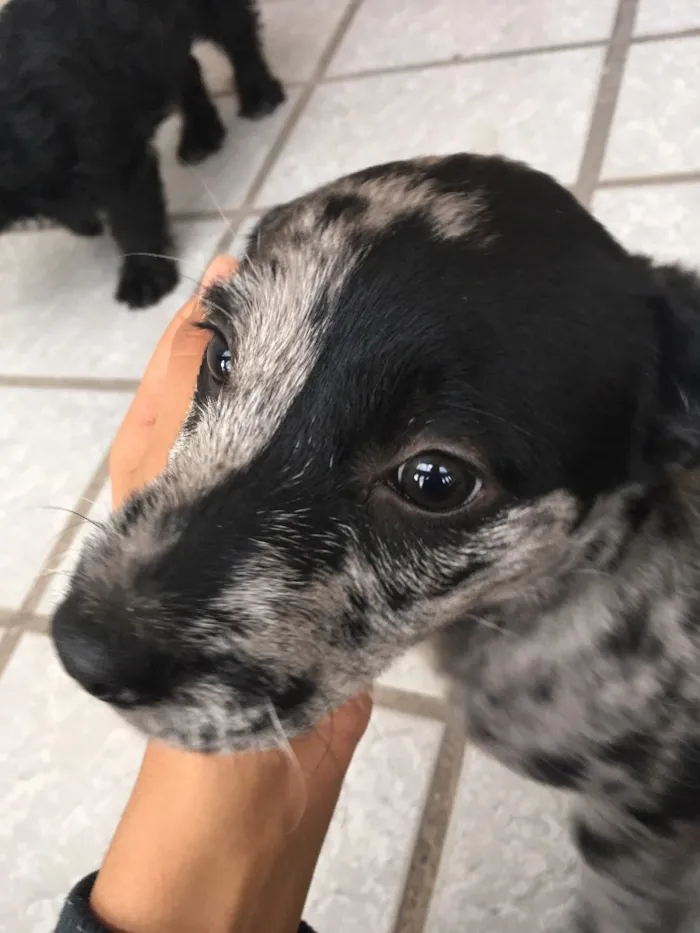 Cachorro ra a SRD idade Abaixo de 2 meses nome Fêmea 01 