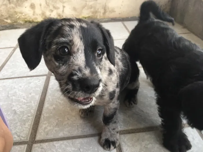 Cachorro ra a SRD idade Abaixo de 2 meses nome Fêmea 01 