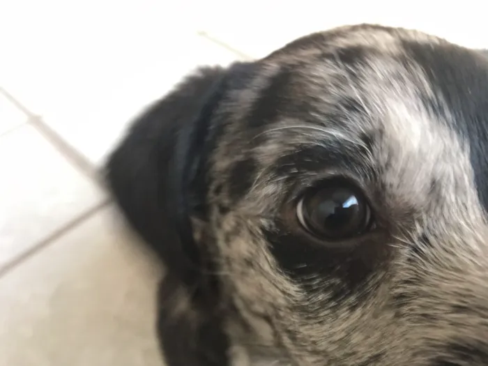 Cachorro ra a SRD idade Abaixo de 2 meses nome Fêmea 01 