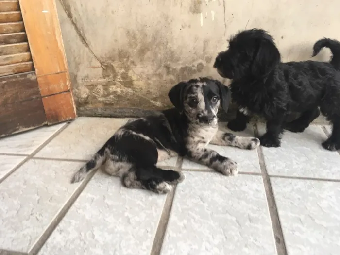 Cachorro ra a SRD idade Abaixo de 2 meses nome Fêmea 01 
