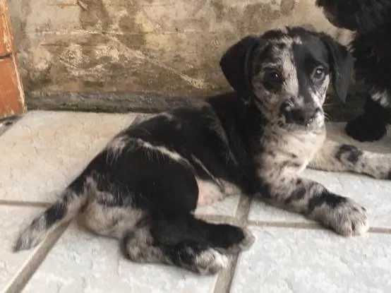 Cachorro ra a SRD idade Abaixo de 2 meses nome Fêmea 01 