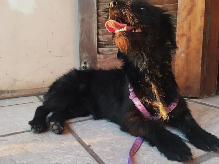 Cachorro ra a SRD idade Abaixo de 2 meses nome Fêmea 01 