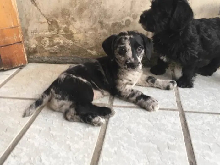 Cachorro ra a SRD idade Abaixo de 2 meses nome Fêmea 01 
