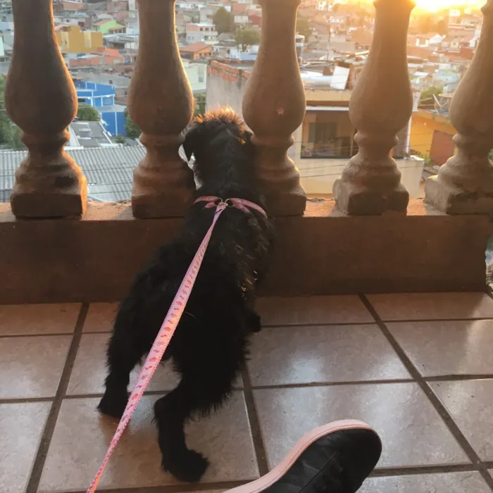 Cachorro ra a SRD idade 2 a 6 meses nome Fêmea 02
