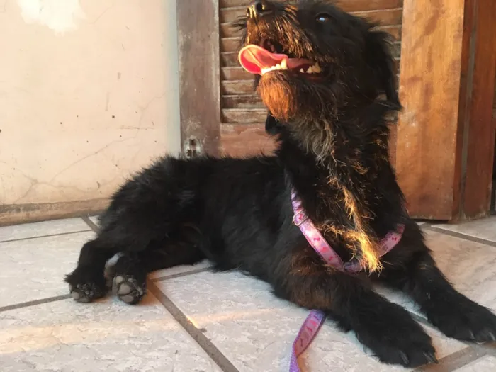 Cachorro ra a SRD idade 2 a 6 meses nome Fêmea 02