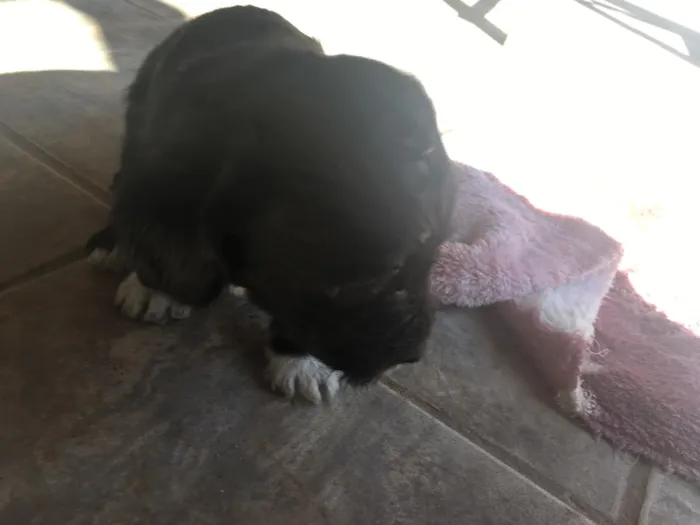 Cachorro ra a SRD idade 2 a 6 meses nome Fêmea 02