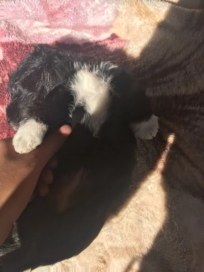 Cachorro ra a SRD idade 2 a 6 meses nome Fêmea 02