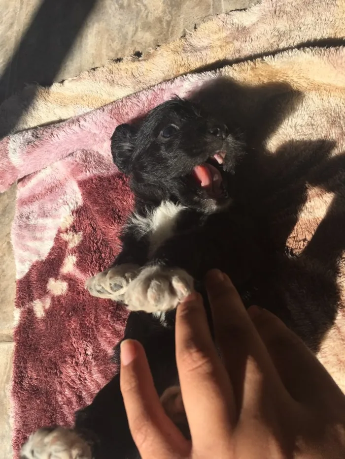 Cachorro ra a SRD idade 2 a 6 meses nome Fêmea 02