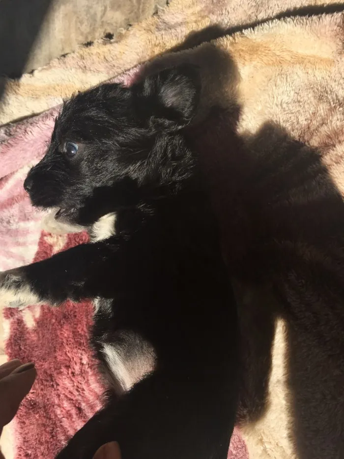 Cachorro ra a SRD idade 2 a 6 meses nome Fêmea 02