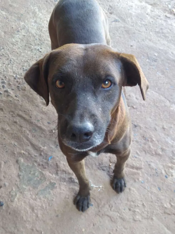 Cachorro ra a Vira lata idade 4 anos nome Rex