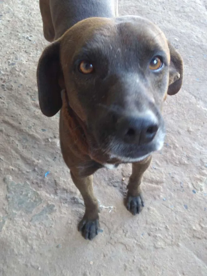 Cachorro ra a Vira lata idade 4 anos nome Rex