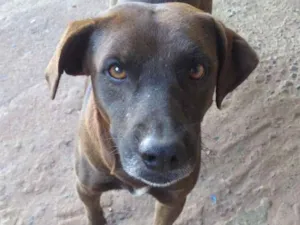 Cachorro raça Vira lata idade 4 anos nome Rex