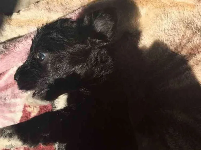 Cachorro ra a SRD idade 2 a 6 meses nome Fêmea 02