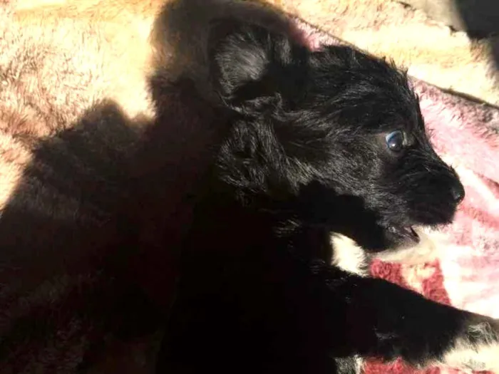 Cachorro ra a SRD idade 2 a 6 meses nome Fêmea 02