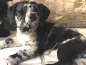 Cachorro raça SRD idade Abaixo de 2 meses nome Fêmea 01 